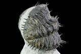 Bargain, Spiny, Enrolled Drotops Armatus Trilobite - long #105436-5